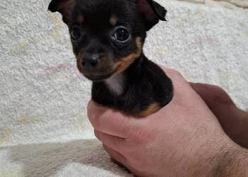 Chihuahua szczeniaczek
