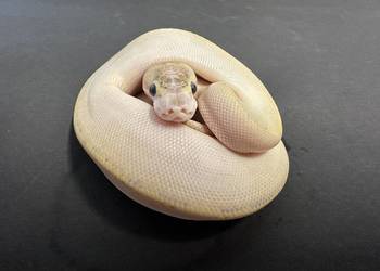 Pyton regius - Ivory samiczka