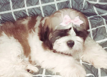 Shih TZU FCI ZKwP
