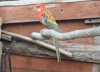 Samiec papugi rozelli bialolicej