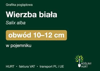 Wierzba biała (Salix alba) obwód 10-12 cm, w pojemniku – HURT