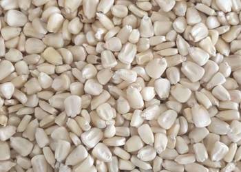 Kukurydza żółta i biała