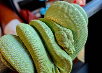 Pyton zielony, Morelia Viridis, Cyklop