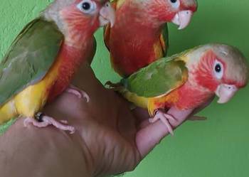 Papugi rudosterki ręcznie karmione