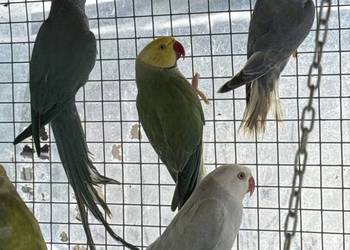 Aleksandretty obrożne