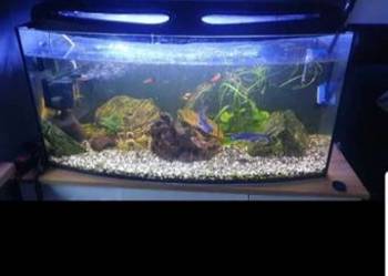 Akwarium 200l i 60l