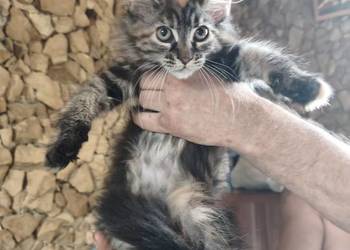 Śliczna kotka rasy Maine coon z rodowodem
