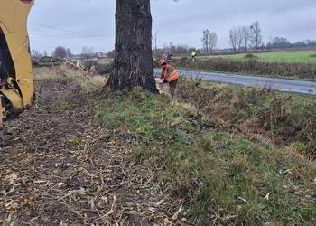 Przyjmę gałezie, korzenie, konary, drewno, palety