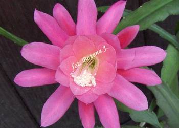 Epiphyllum - NEON -- --R-A-R-Y-T-A-S--- Epifilum--Kaktus
