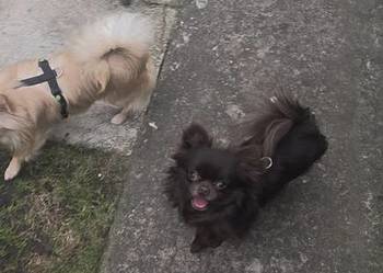 Chihuahua samczyk długowłosy FCI