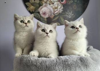 srebrne pointy kocięta brytyjskie