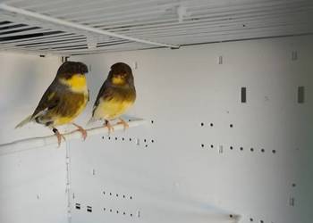 Kanarki Gloster 24, 25 r Pary