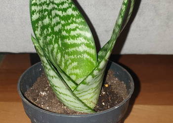 Sansewieria, nr 5, roślina rosnąca