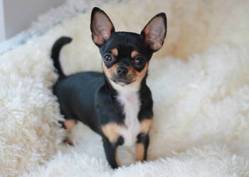 Chihuahua suczka 7miesiecy ZKwP FCI