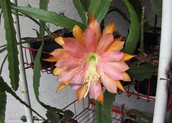 Epiphyllum,  kwiat z 2020r.