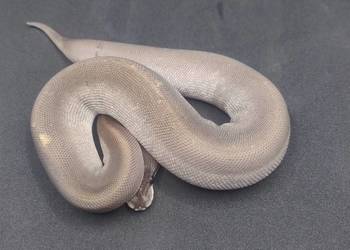 Pyton Królewski samica Super Cinnamon Mojave