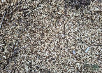 Sprzedam zrębki drewniane