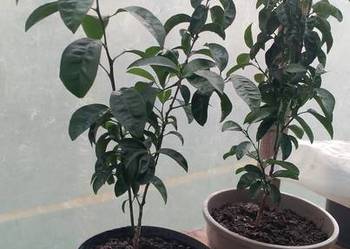 Drzewka mandarynki sztuk 85 zł polecam