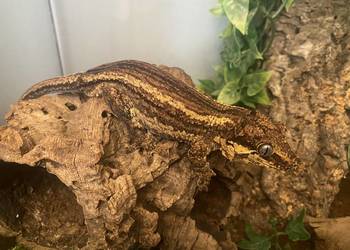 Gekon gargulcowy dorosły