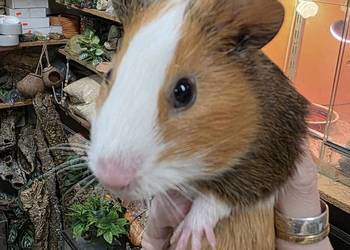 Świnka morska, cavia domowa, cawia