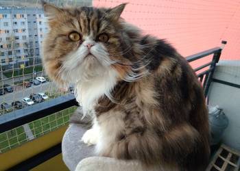 Kot perski reproduktor