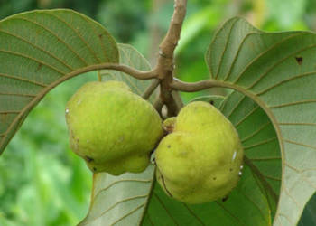 CHLEBOWIEC LAKOOCHA Artocarpus lakoocha  - NASIONA 100g