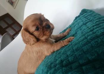 Suczka Cavalier King Charles spaniel Ruby B&t