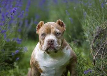 Bully ABKC