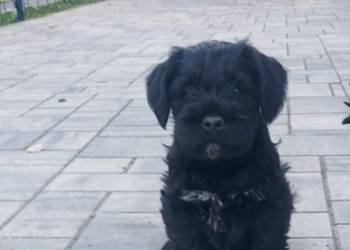 Sznaucer miniaturowy