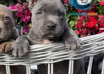 American Bully suczka ABKC