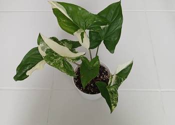 Syngonium podophyllum 'Albo Variegata' Zroślicha kolekcjonerski okaz