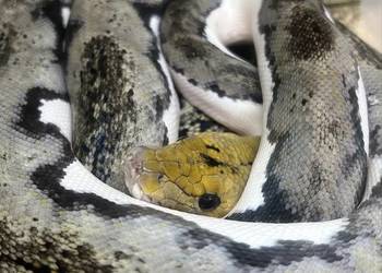 Pyton siatkowy pied tiger