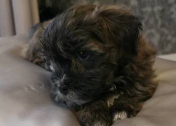 Rezerwacja piesek  suczka Hawańczyk po Championie FCI  ZKwP