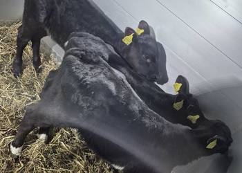 Byczki Jałoszki Cielęta Łuków