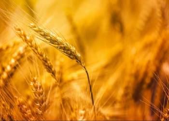 Nasiona jęczmienia jarego - browarny RGT PLANET