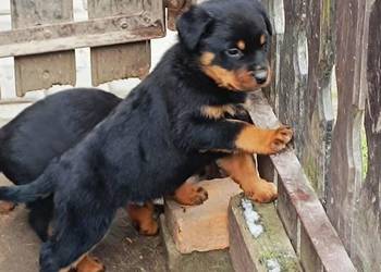 ROTTWEILER Z RODOWODEM, SZCZENIĘTA ROTTWEILER Z RODOWODEM, SZCZENIĘTA