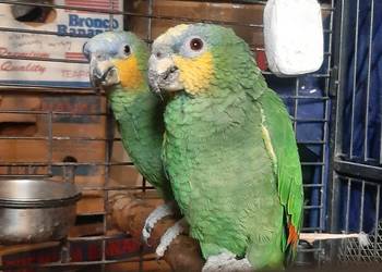 Amazonka kurika (modrobrewa) samica 21r