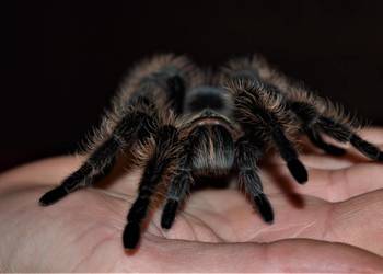 Ptasznik pająki L. parahybana A. Geniculata N. Inicei i inne