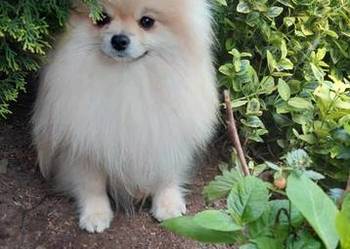 Pomeranian FCI szpic miniaturowy
