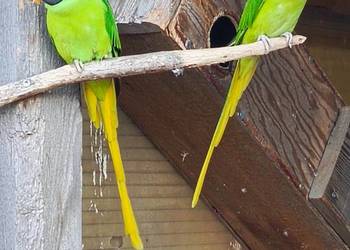 Aleksandretta Himalajska para