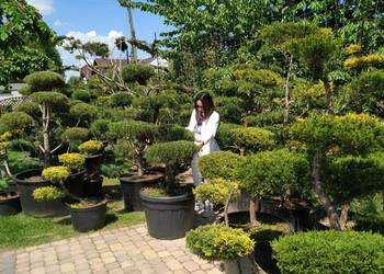 Bonsai do ogrodu - szkółka Niwaki drzewka formowane