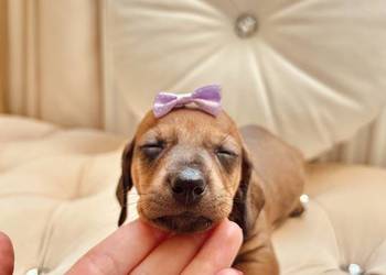 Jamniczki miniaturki rude/czekoladowe piesek/suczka