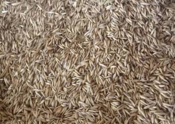 Sprzedam owies Bingo 2 rok po centrali