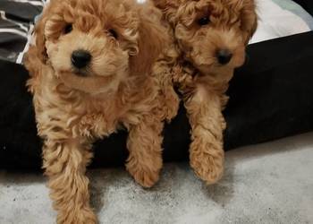 Cudowne Pudle Toy Red