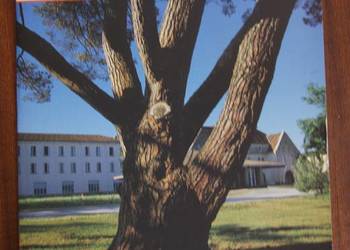 Z jednego serca - Święta Rodzina z Bordeaux Z jednego serca - Święta Rodzina z Bordeaux