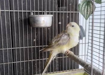 Świergotka Seledynowa