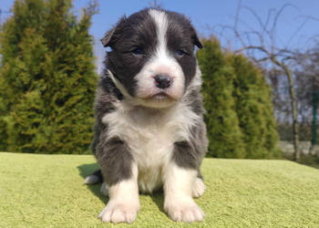Rasowy Pies Border Collie maści BLUE - Szczeniak WILCZEK z pełną dok. z hod