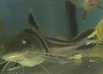 TABU Pimelodus auratus 23/24cm Warszawa