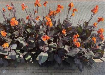 Kłącza Kanny i bulwy Dalii