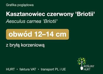 Kasztanowiec czerwony 'Briotii' obwód 12-14 cm, z bryłą – HURT